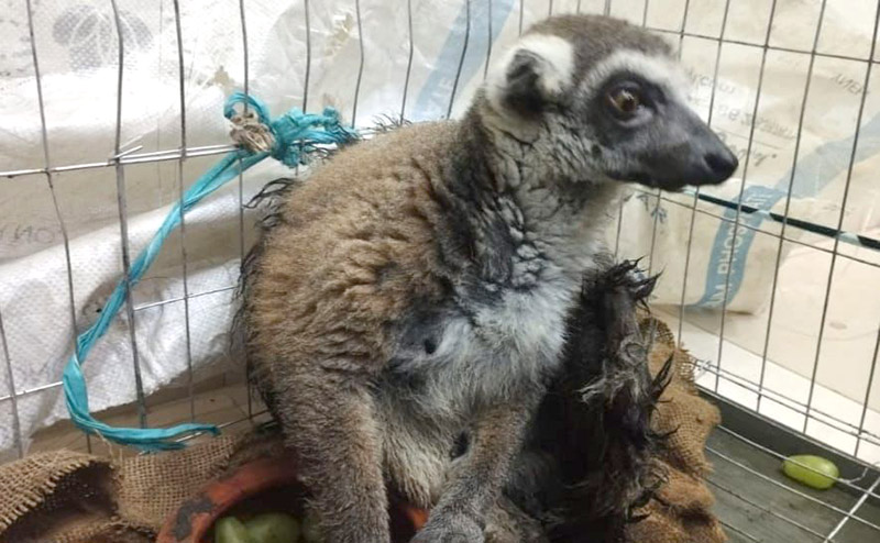 গাজীপুর সাফারি পার্ক থেকে চুরি হওয়া একটি লেমুর উদ্ধার