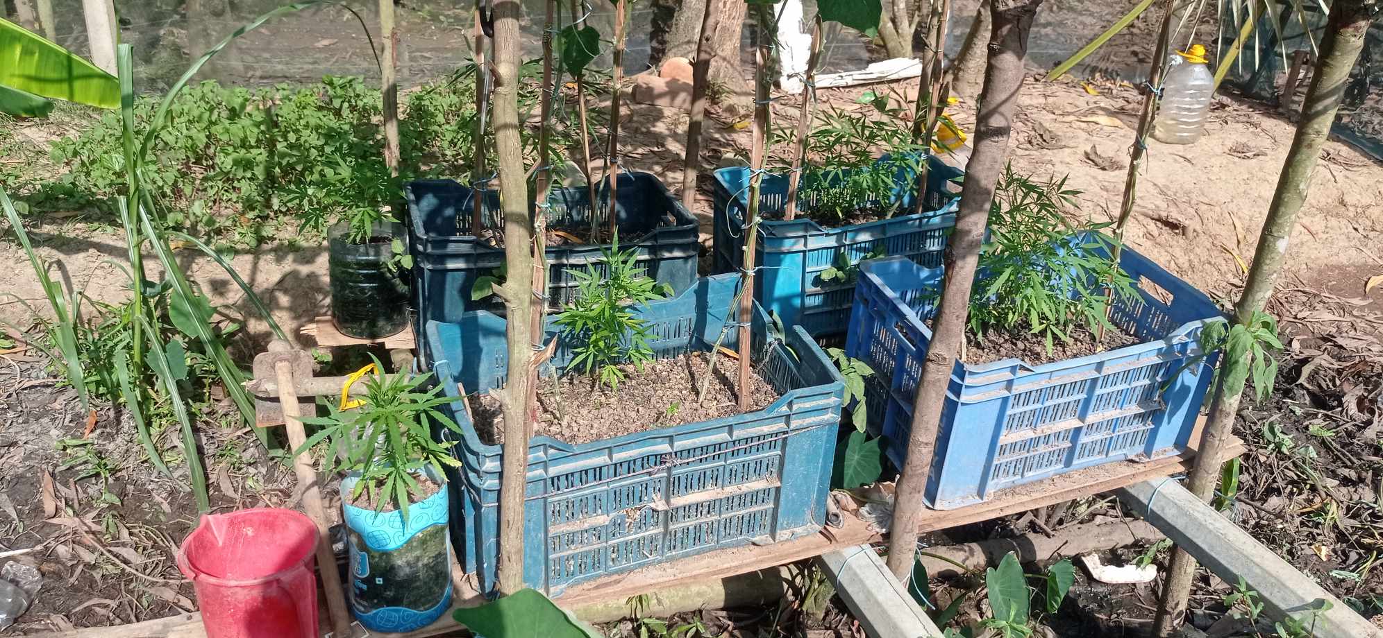 সবজি বাগানে অভিনব কায়দায় গাঁজা চাষ