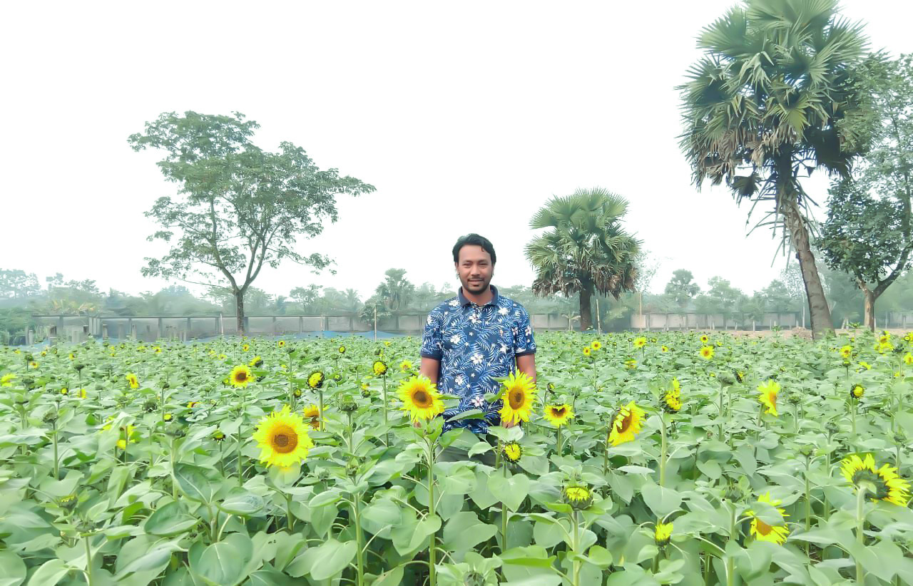 শ্রীপুরে কবির হোসেনের জমিতে সূর্যমুখীর বর্ণিল শোভা