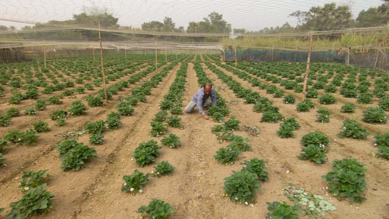 শ্রীপুরে কৃষকের মধ্যে জনপ্রিয় হচ্ছে স্ট্রবেরি চাষ