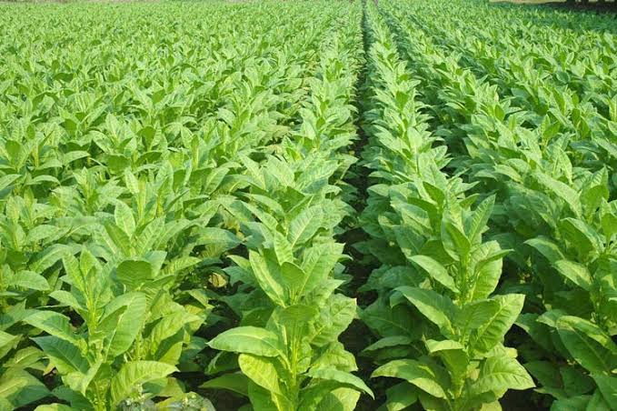 তামাক চাষের আগ্রাসনে ক্ষতিগ্রস্ত চকরিয়ার কৃষি জমি