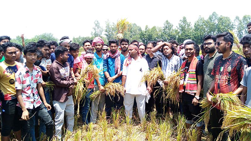 কৃষকের ধান কেটে বাড়িতে পৌঁছে দিলো ঠাকুরগাঁও জেলা ছাত্রলীগ