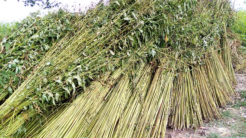 প্রয়োজনীয় পানির অভাবে পাট নষ্ট হওয়ার আশংকা