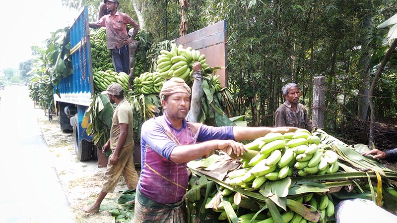 ঠাকুরগাঁওয়ে জমে উঠেছে কলার হাট