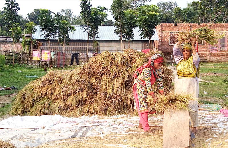ঠাকুরগাঁওয়ে আগাম ধান কাটা শুরু