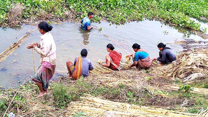 ঠাকুরগাঁওয়ে আকাশের পানি নেই পাটের আঁশ ছাড়াতে ব্যস্ত কৃষক।