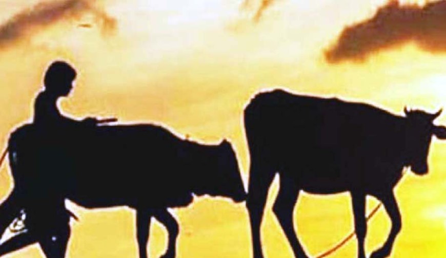 কেশবপুরে কৃষকের গোয়াল ঘর থেকে ৬টি গরু চুরি