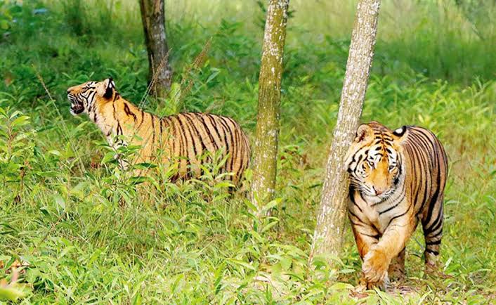 শেরপুর গারো পাহাড়ে বাঘের আনাগোনা