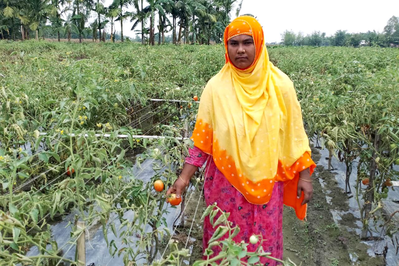 জনপ্রিয় হয়ে উঠছে মালচিং পদ্ধতিতে গ্রীষ্মকালীন টমেটো চাষ