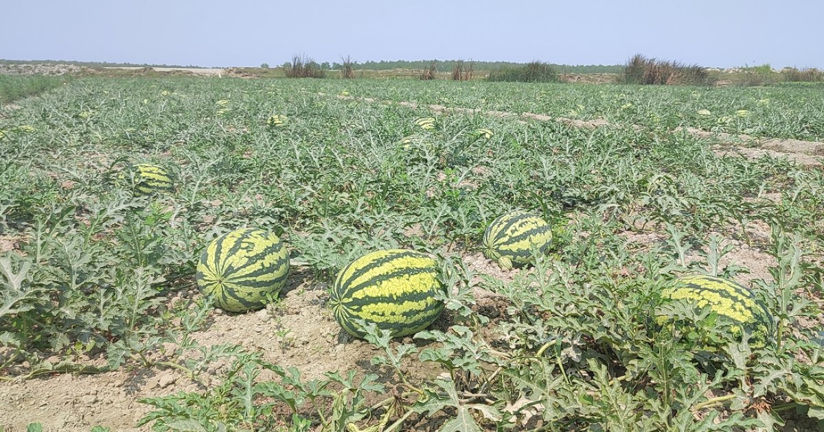 পটুয়াখালী ও বরগুনায় তরমুজের বাম্পার ফলন, কৃষকদের মুখে হাসি