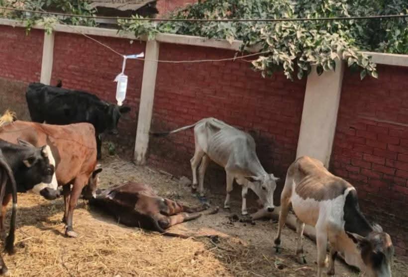 ঠাকুরগাঁওয়ে থানায় আটক ১৬টি গরুর মধ্যে ৩টির মৃত্যু, মালিকদের কান্না