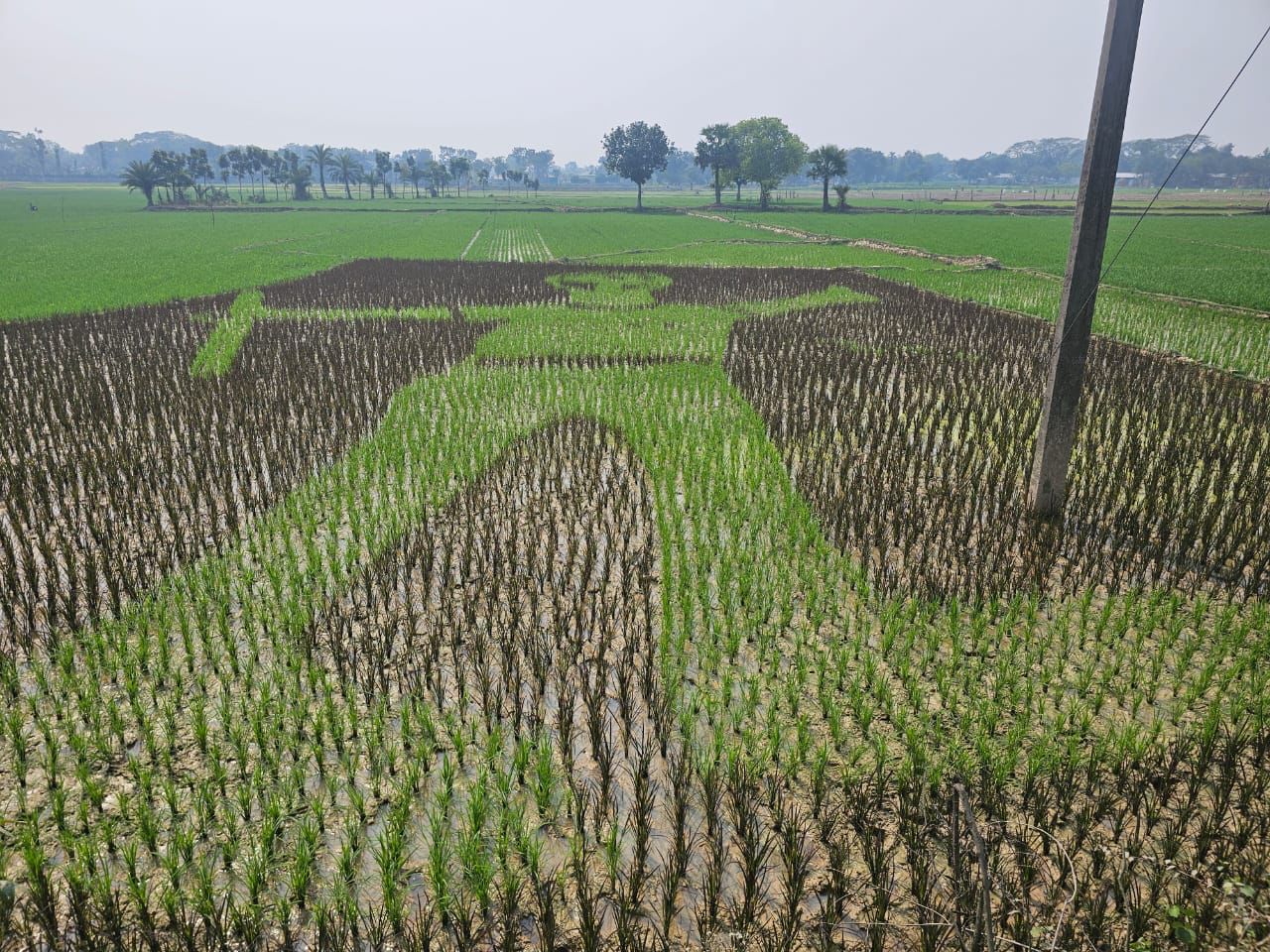শ্রীপুরে শস্যক্ষেতে শহীদ আবু সাঈদের প্রতিকৃতি