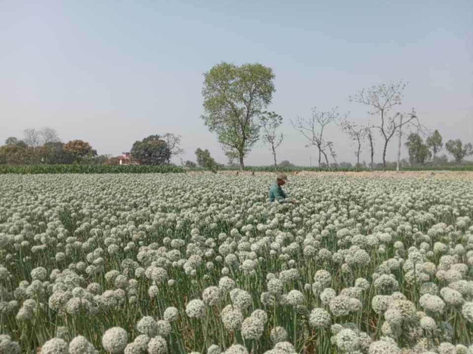 ঠাকুরগাঁওয়ের বালিয়াডাঙ্গীতে পেঁয়াজের বীজ চাষে অভূতপূর্ব অগ্রগতি