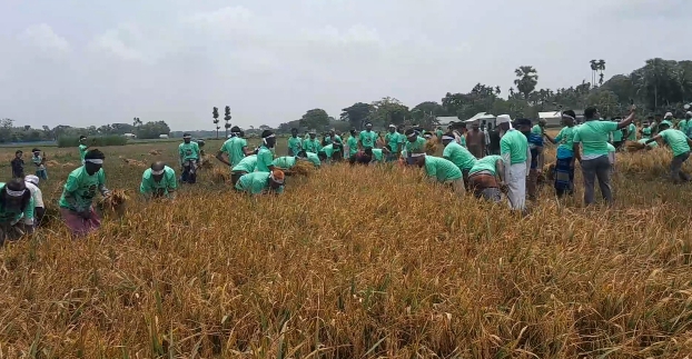 কেন্দুয়ায় স্বেচ্ছাশ্রমে কৃষকের ধান কাটলো কৃষক দল