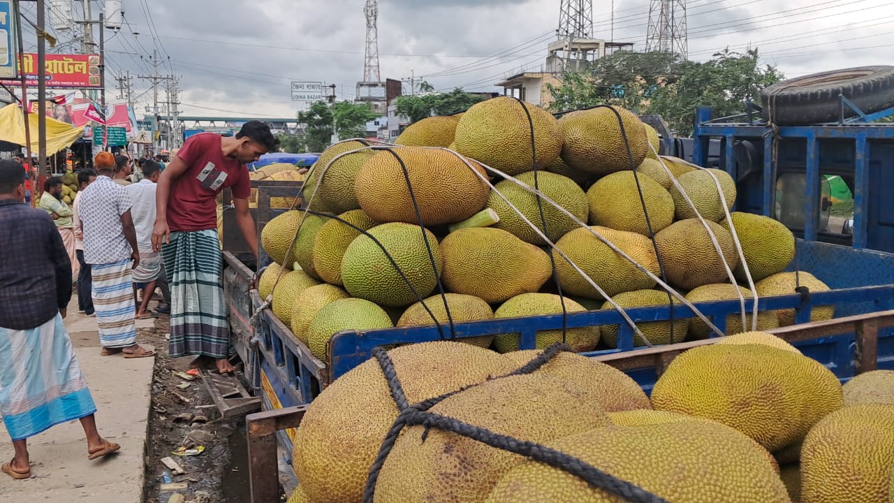 কাঁঠালের রাজধানীতে ফলনের উৎসব: যাচ্ছে দেশে-বিদেশে, কিন্তু দামে হতাশ চাষিরা