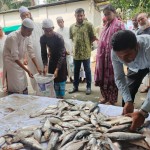 কালিয়াকৈরে মা ইলিশ সংরক্ষণ অভিযান: জব্দ মাছ এতিমখানায় বিতরণ