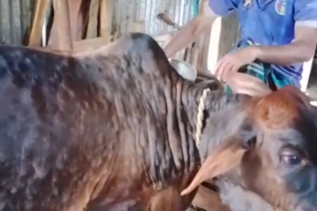 গাইবান্ধায় লাম্পি স্কিন রোগের প্রকোপ, ভ্যাকসিনের সংকটে দুশ্চিন্তায় খামারিরা