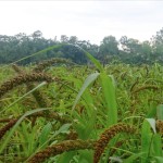 তিস্তার চরে হারিয়ে যাচ্ছে কাউনের সবুজ মাঠ