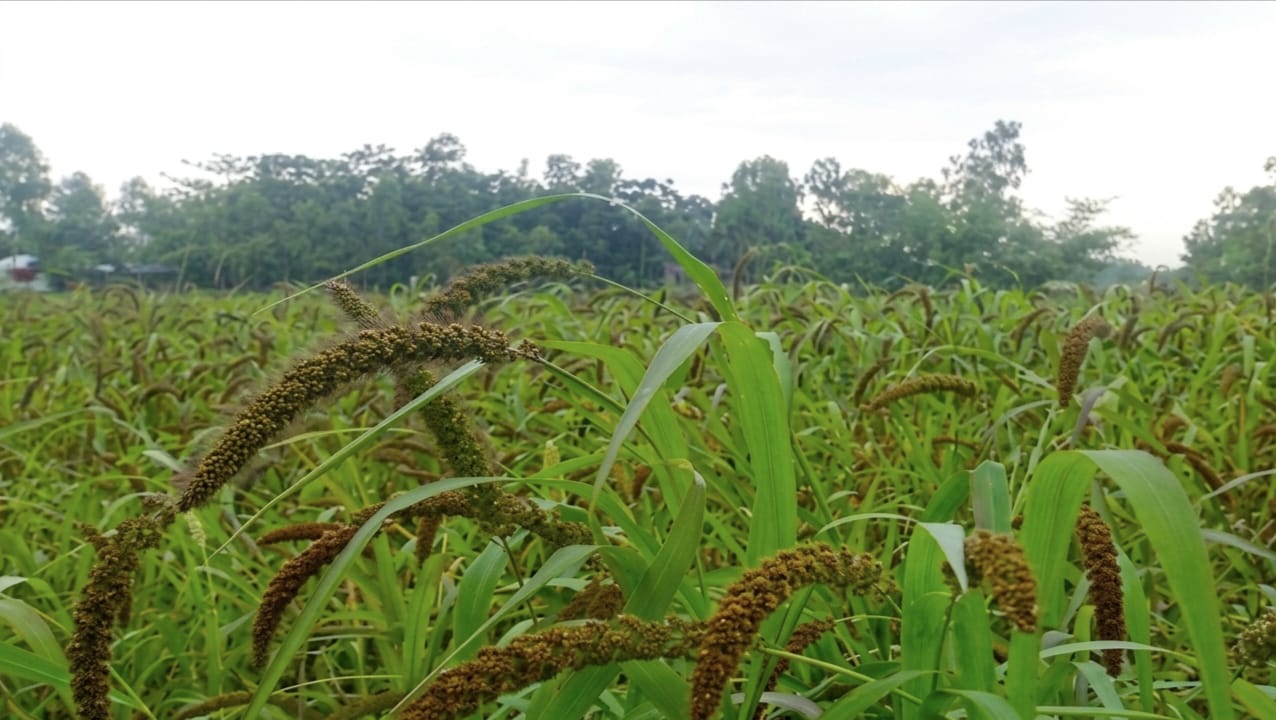তিস্তার চরে হারিয়ে যাচ্ছে কাউনের সবুজ মাঠ