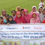 ঠাকুরগাঁওয়ে পুষ্টিসমৃদ্ধ জিংক ধান চাষে কৃষক মাঠ দিবস অনুষ্ঠিত