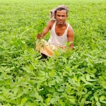 তিস্তার চরে বাদামের বাম্পার ফলনের আশা করছেন কাউনিয়ার কৃষকরা