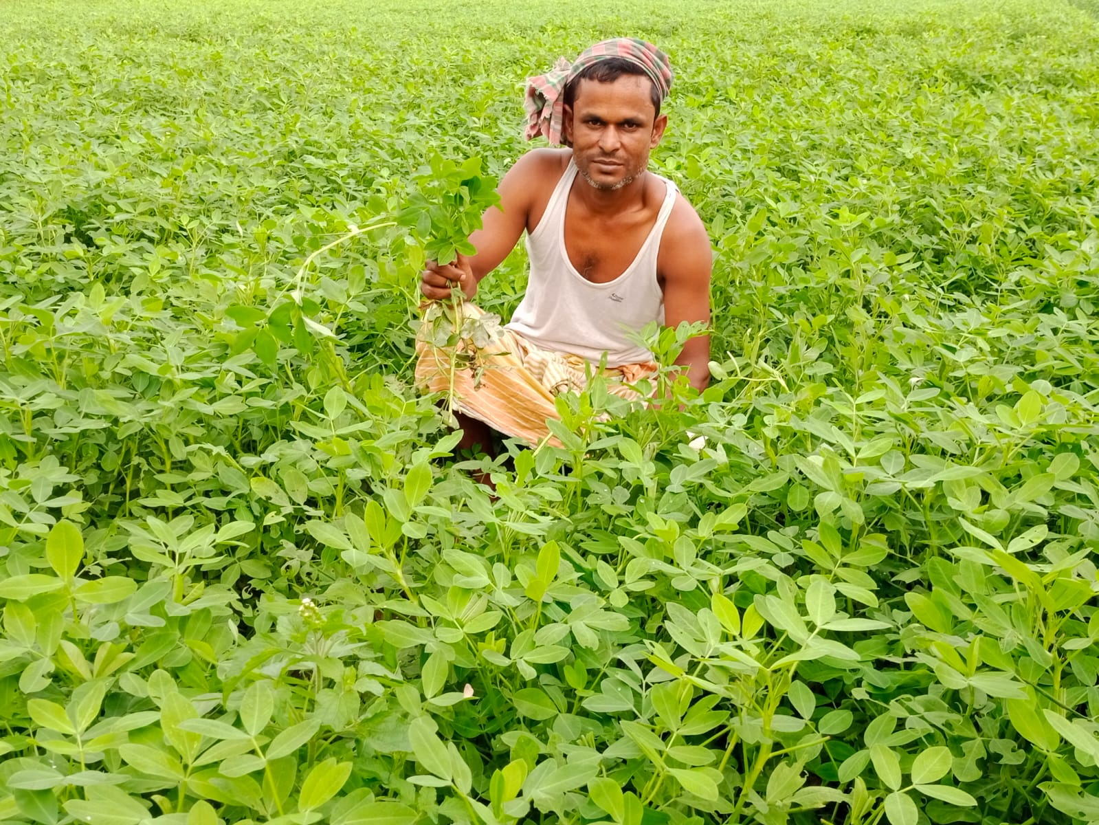 তিস্তার চরে বাদামের বাম্পার ফলনের আশা করছেন কাউনিয়ার কৃষকরা