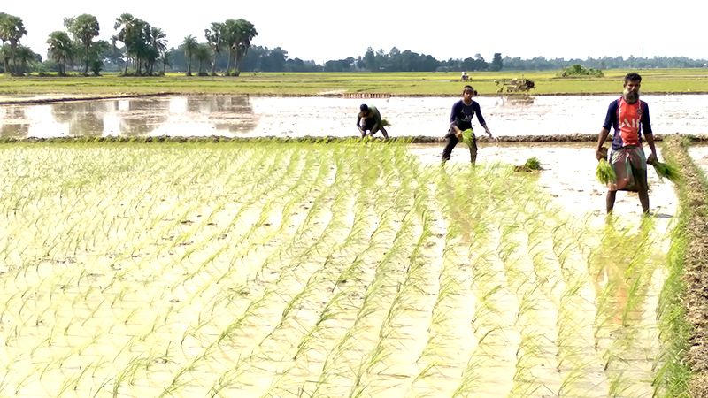 রাণীনগরে আমন ধান রোপনে ব্যস্ত কৃষক